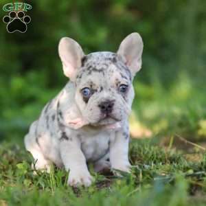 Peggy, French Bulldog Puppy